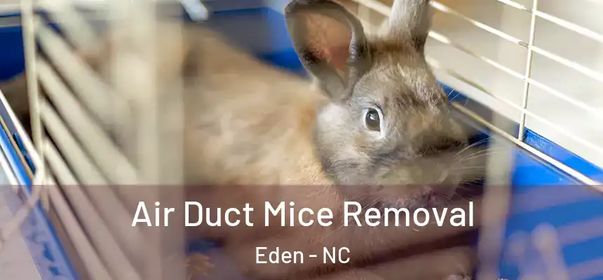 Air Duct Mice Removal Eden - NC